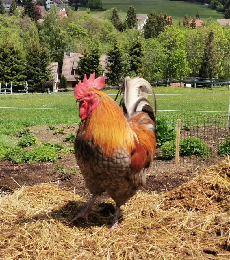 Landpension Pferdekoppel - B&B - Self Checkin Seewald Luaran gambar